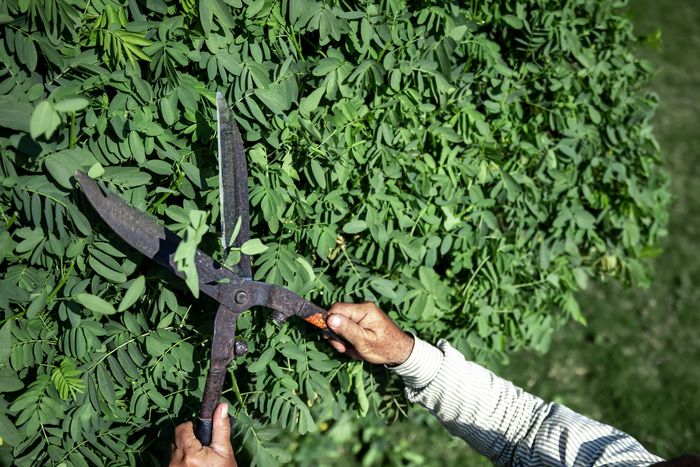 Bush Trimming