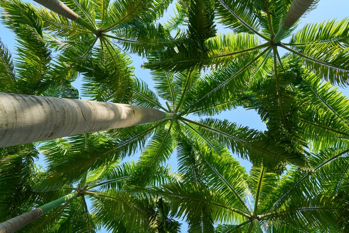 Palm/Tree Trimming