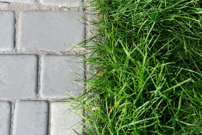 Sod Installation