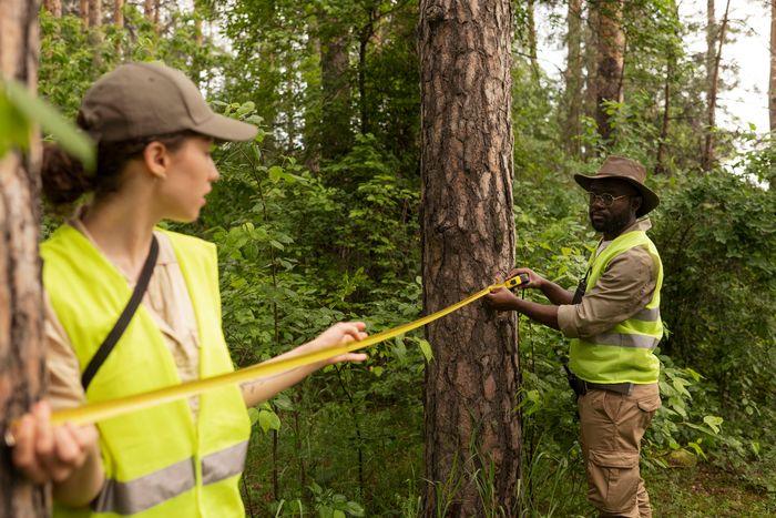 Tree Health Assessment
