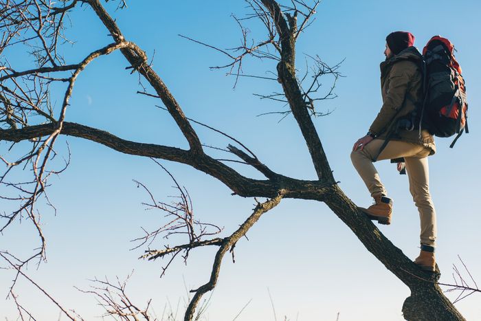 Emergency Tree Services