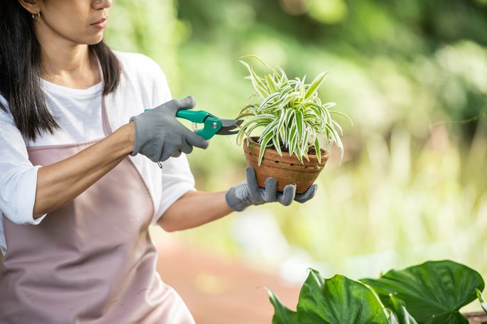 Garden Care