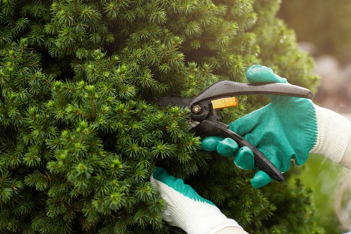 Tree and Shrub Care