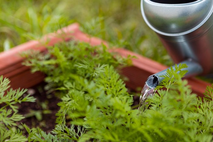 Irrigation Design Services