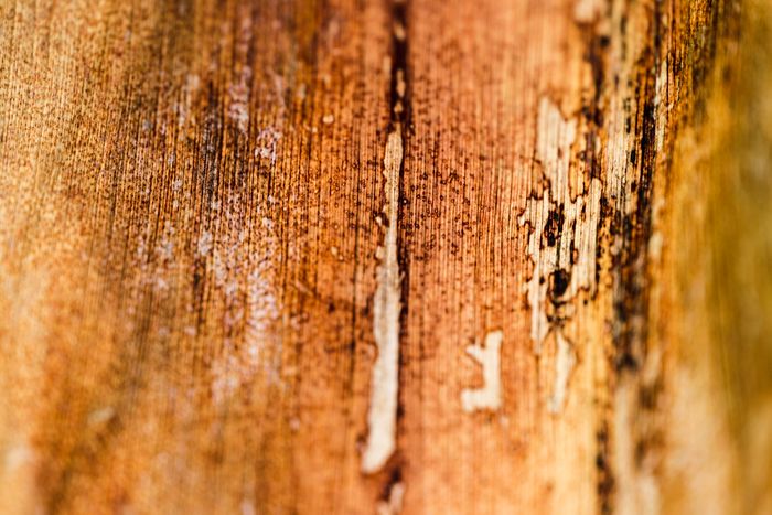 Wood Rot Repair