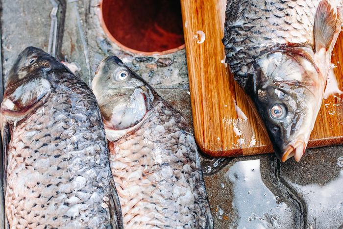 Tilapia & Catfish Import